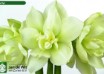 hippeastrum Marilyn (2)